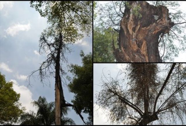 Primer patógeno vegetal. (Muérdago)
