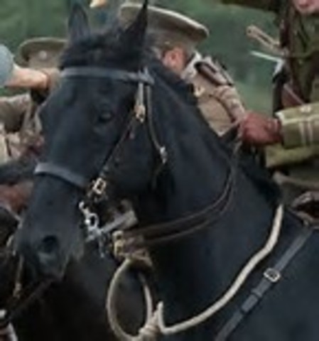 Topthorn passes away