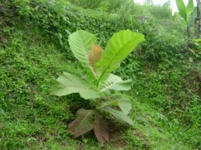 Paijmans,K (indonesia)