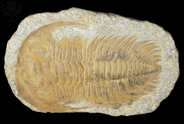 Trilobite