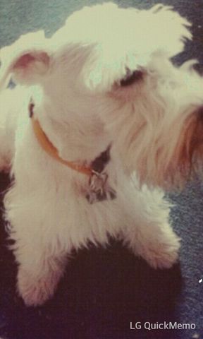 Llegò mi perro Terry a mi vida