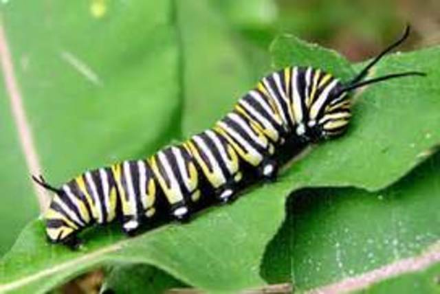 Caterpillar