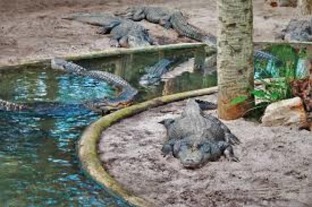 Amazing Alligator Farm