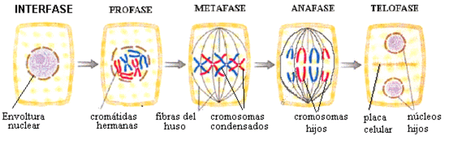Divisiones celulares