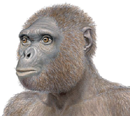 Ardipithecus ramidus