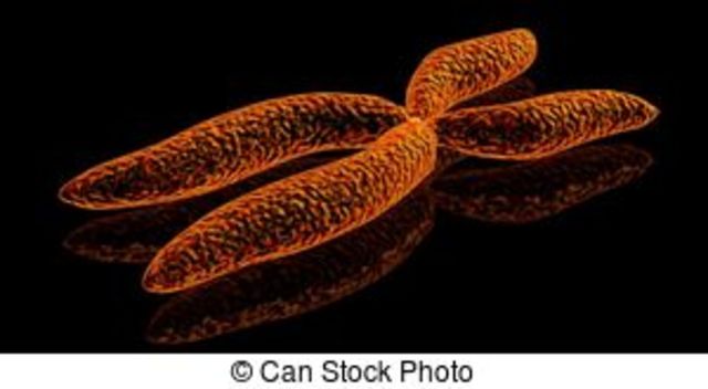 A Kromoszóma Fogalmának Megjelenése