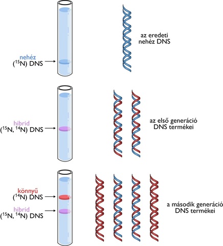 DNS szemikonzervatív replikációjának felfedezése
