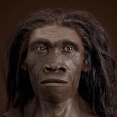 Homo erectus