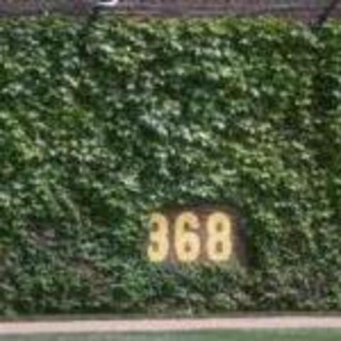 Ivy in the outfield