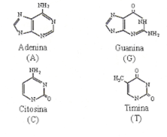 Descubrimiento de las bases nitrogenadas.