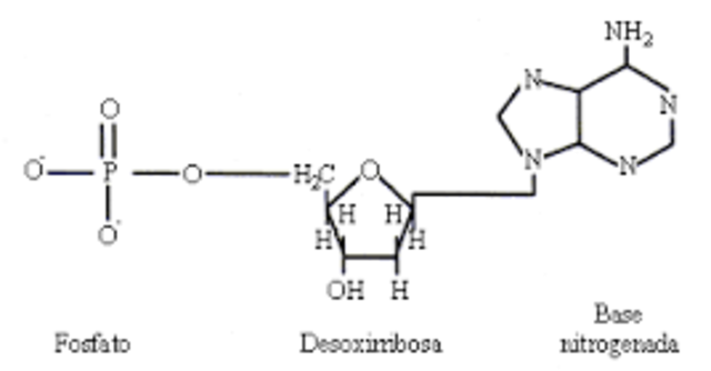 Descubrimiento de los nucleótidos.