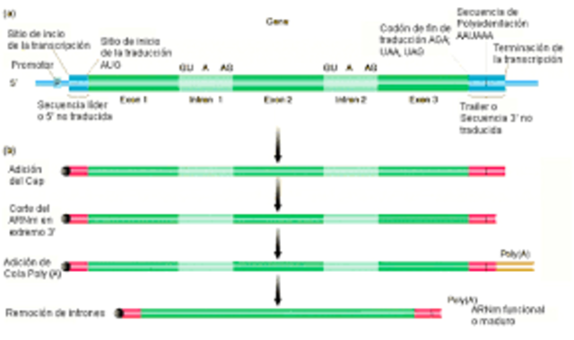 Secuenciación del ADN