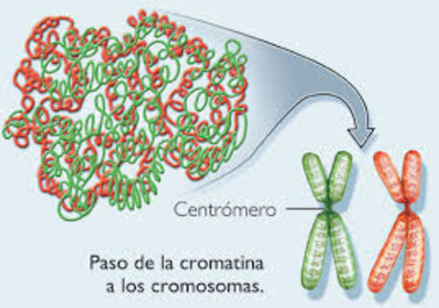 Cromatina.