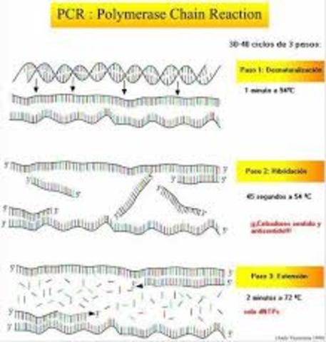 La reacción en cadena de la polimerasa.