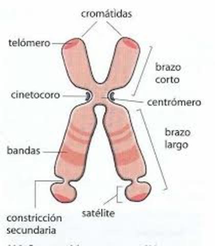 Visión de los cromosomas