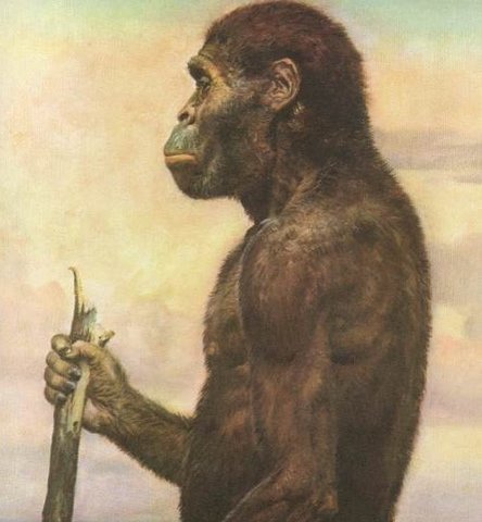 Australopithecus africanus