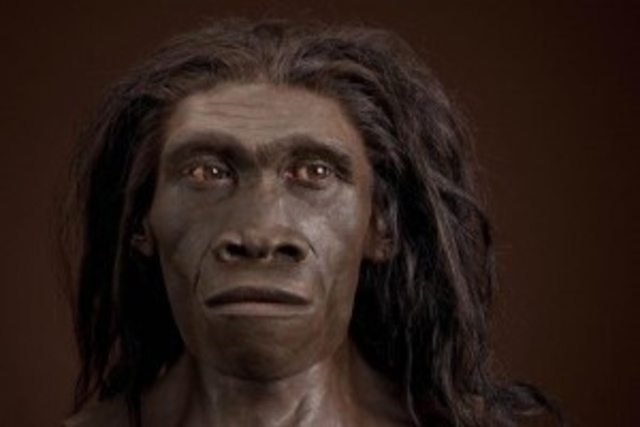 Homo Erectus