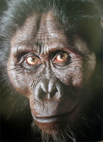 Ardipithecus ramidus