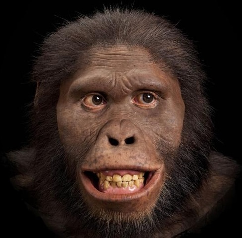 Australopithecus africanus