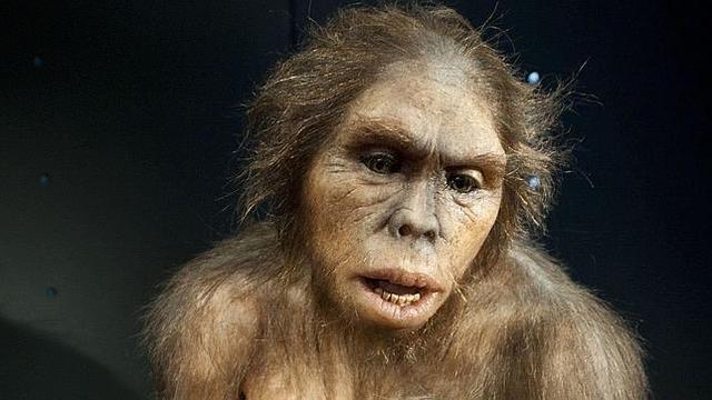 Homo habilis