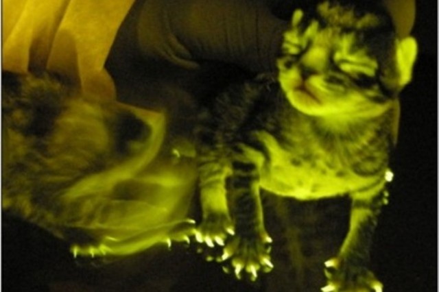 i gatti fluorescenti