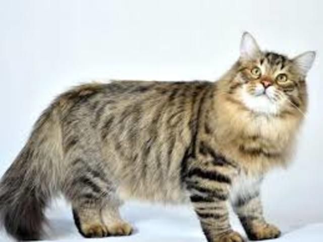 i gatti ipoallergenici.