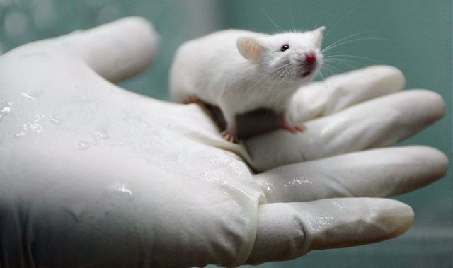 clonazione di un topo