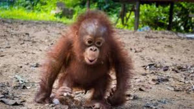 Visit to a Zoological