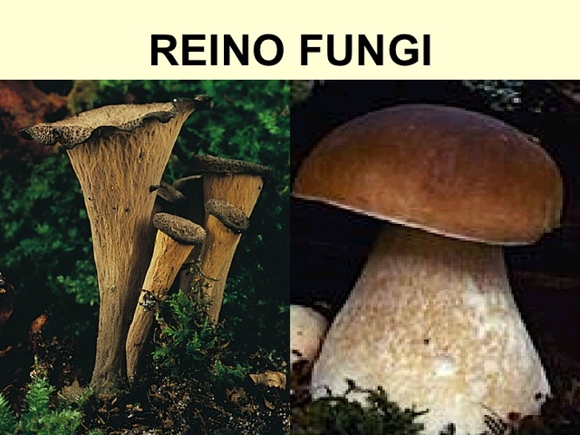 El Reino Fungi