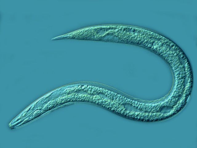 Nematodos en plantas