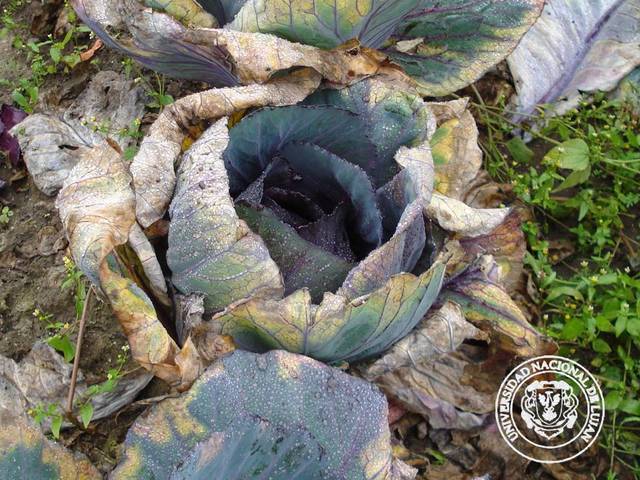 Enfermedad de la raíz del repollo