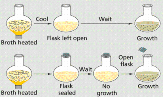 Needham's experiment and findings