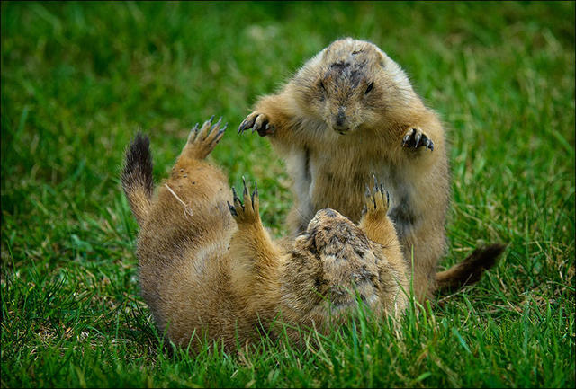 Первая в мире мера по охране свободно живущих в природе животных