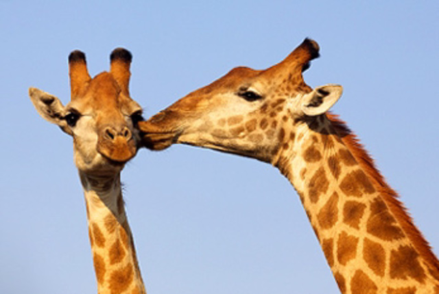 World Kiss Day (Ukraine)