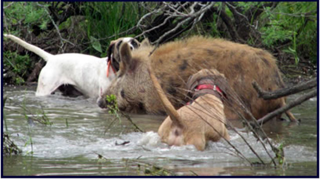 I went Hog Hunting for the first time ever