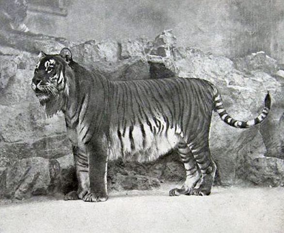 Tigre del Caspio.
