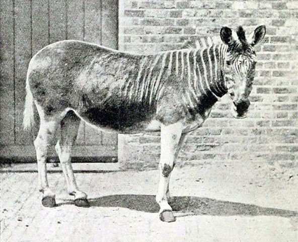 Quagga.