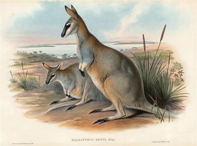 Toolache Wallaby.