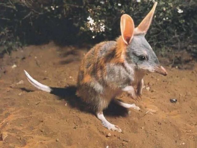 Bilby.