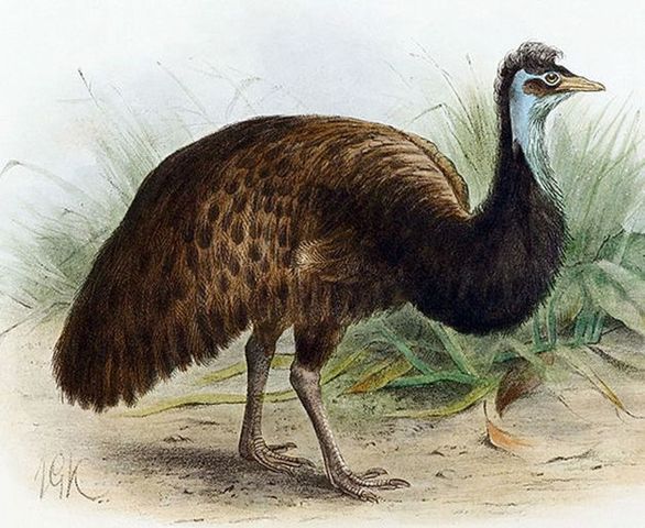 Emu negro.
