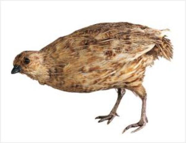 La Codorniz de Nueva Zelanda