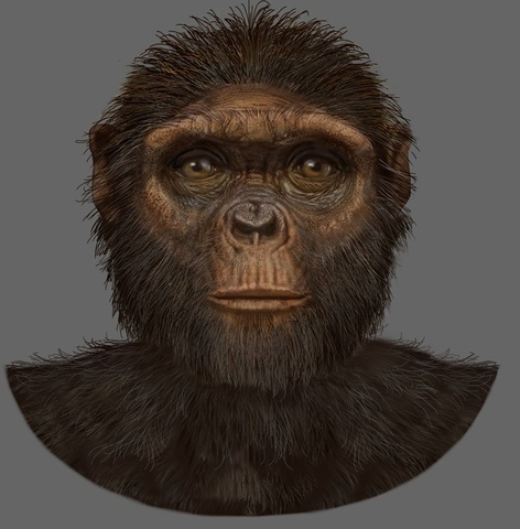 Ardipithecus ramidus