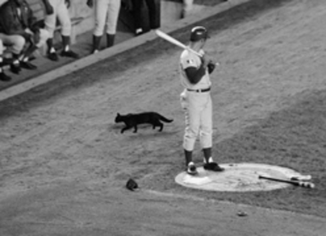 The "Black Cat Incident"