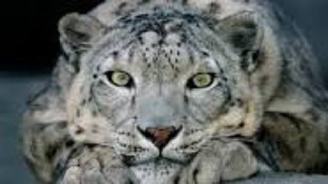 The Snow Leopard became Endangered