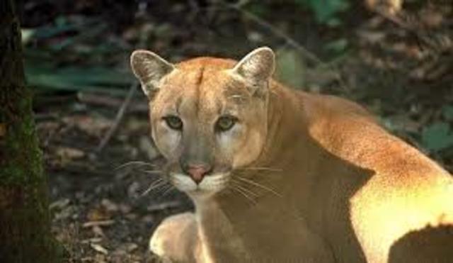 Growth of Florida Panther Populations over time