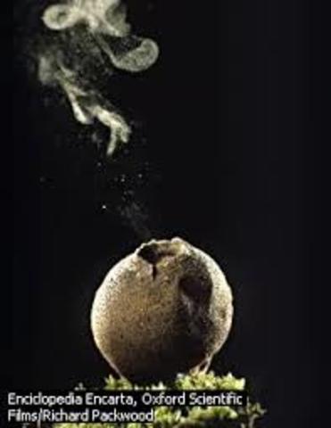 Primeros estudios en esporas de hongos