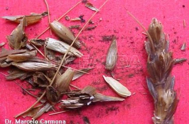 El carbón cubierto lo ocasiona un hongo