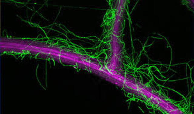 Descubrimiento de toxinas y enzimas fitopatógenas