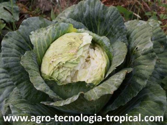 Aceptación de las enfermedades bacterianas de las plantas