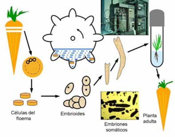 Embiogénesis en plantas